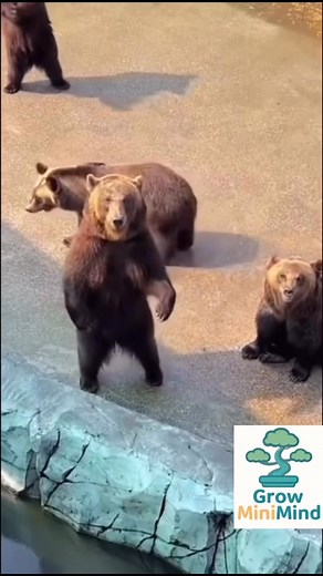 When the bear picks the perfect song… the forest turns into a dance floor! 🐻🎶 Watch this funny bear dancing and vibing to the beat — nature’s own DJ dropping moves you’ve never seen before! 🌲🕺 Don’t forget to like 👍, comment 💬, and subscribe 🔔 for more funny animal moments and nature vibes! #DancingBear #FunnyAnimals #BearDance #ViralVideo #AnimalLover #CuteAnimals #BearVibes #NatureVibes #WildlifeMoments #AnimalFun #DanceVibes #BearGroove #WildAnimals #FYP #ForYou #ViralShorts #YouTubeSh