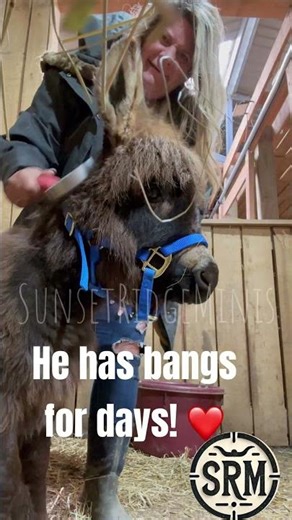 Ever heard a baby donkey braying? #braying #minidonkey #farming