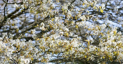 Best amelanchier trees
