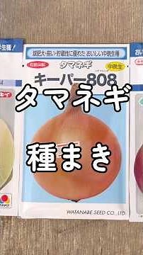 タマネギ種まき 10/1