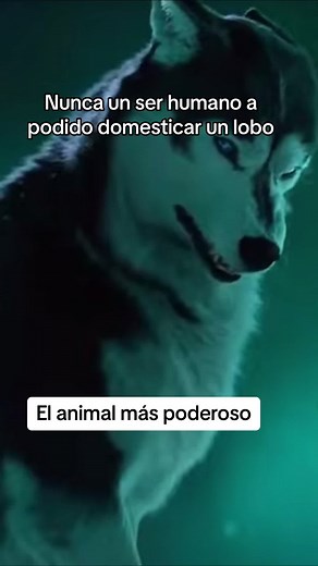 El lobo: el poderoso animal indomable