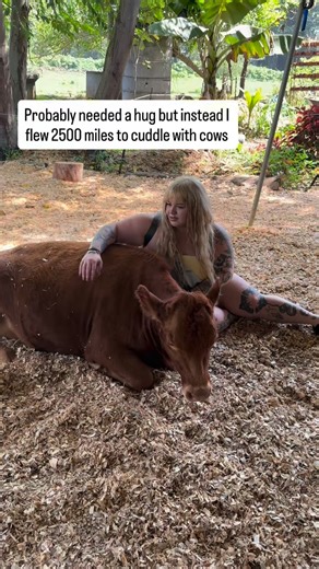 Miranda Nicole❣️ on Instagram: "The cow cuddle therapy at Krishna cow sanctuary on the big island in Hawaii is deff something you need to do once in your lifetime. #probablyneededahug #krishnacowsanctuary #cowtherapy #explorepage✨ #bigislandhawaii🌺"