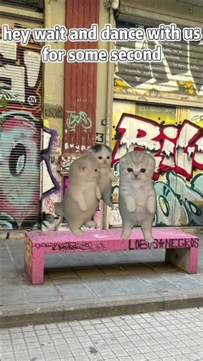 #uwu #cat #viral