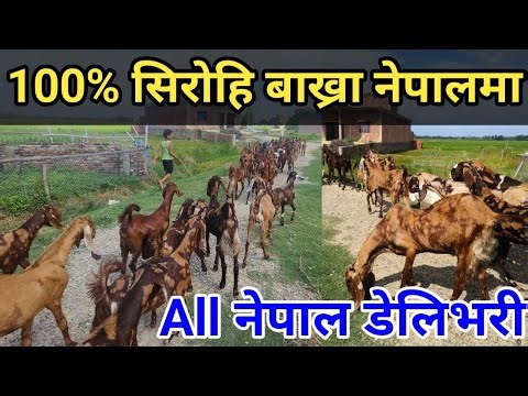 नेपालमै छ यति ठुलो सीरोहि बाख्रा फार्म जहाँ सय भन्दा धेरै बाख्रा पालन गरियको छ