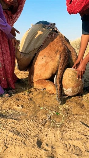 علاج شعبي لجمل في وسط القرية!