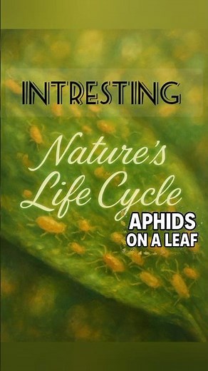 🌿 Nature’s Life Cycle Uncovered – Incredible Aphid Macro Footage! A Video Art Inspiration🌿
