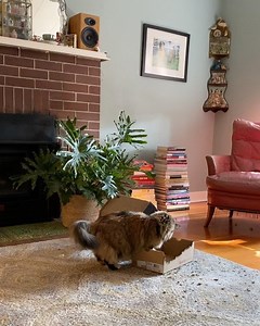 245 reactions · 17 comments | First we shred the box, then we pounce on the pieces. | The Itty Bitty Kitty Committee | Facebook