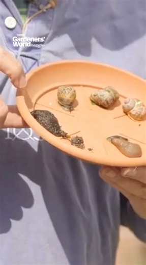 Discover how to deter slugs and snails this year with David Hurrion’s four Ps of organic pest control 🐌 Which of these have you tried? Let us know below what methods work best in your garden, and visit the link for more advice: https://bit.ly/4hx2KzT | BBC Gardeners' World Magazine