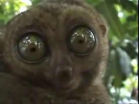 The Dramatic Lemur (2008)