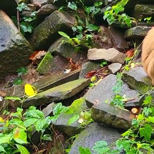 Bonita go to sovan team and fighting with abandon, Ashely and Libby bite chase Bonita so terrible | The Monkey24