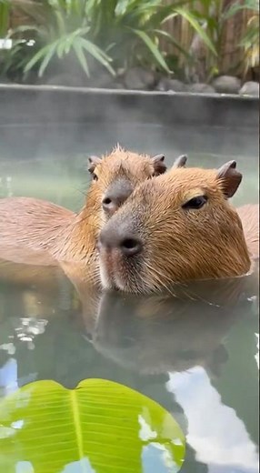 Two Capybaras Relaxing Together in a Hot Spring