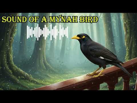 SOUND OF A MYNAH BIRD 🔊 What does a mynah bird sound