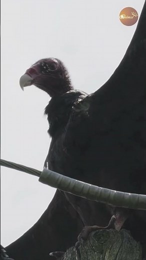 Emerging After the Downpour: Close-Up of a Turkey Vulture's Wing Display!