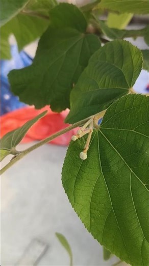 falsa plant me fruiting stat | #falsa #fruitgarden #phalsa #gtgarden #false #shorts #shortvideo