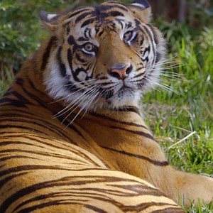 Bring on the Year of the Tiger 🐯 | San Diego Zoo Safari Park