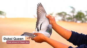 15K views · 1.3K reactions | This evening the Dubai One Loft Pigeon Race auction will start on PIPA! Top performers from the final and ace pigeon competition will be sold! Meet 'Dubai Queen' : 2024 final winner AND 1 super Ace bred by Al Beyard Loft. What a pigeon! | PIPA | Facebook