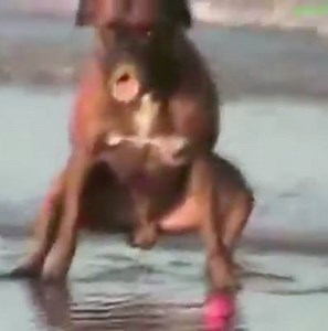 one of the best doggo videos around www.instagram.com/neatdoggomemes for more good boys and girls | Neat Doggo Memes