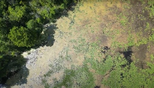 RBG spokesperson speaks about vegetation at Cootes Paradise