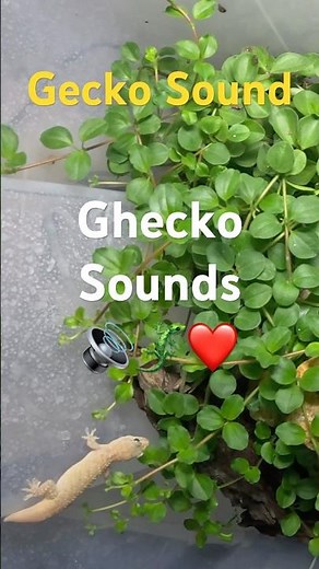 Mediterranean Gecko Making Sounds – Rare Vocal Moment! 1
