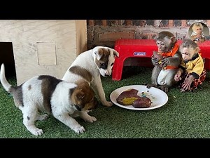 Monkeys are playing in the garden 1