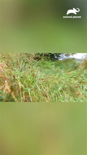 Charlie examina rastros junto al río y concluye que el culpable que devora las uvas de James es pequeño, sigiloso y extremadamente inteligente 🍇🐾 #BeaverBrothers Descubre más contenidos como este en #HBOMax Suscríbete ahora https://bit.ly/MAX-AnimalPlanetLa | Animal Planet Latinoamérica