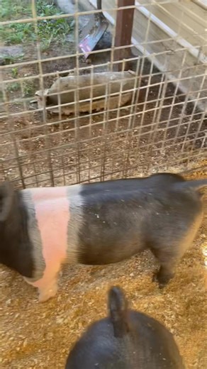 Buckle Bunny gilt 1 of 2 gilts we have left message Us for a price on her will class Hamp!!!🔥🔥🔥🔥🔥🔥🔥🔥🔥🔥🔥🔥🔥🔨🔨🔨🔨🔨🔨🔨!!!!SOLD!!! | Hankins Show Pigs