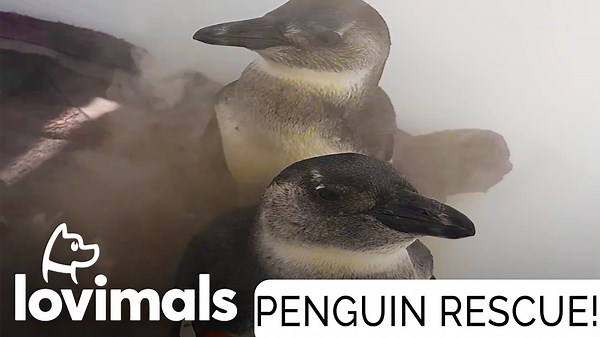 Incredible Rescue Helps Rehabilitate And Release Penguins