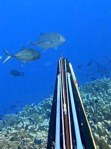 Menangkap Ikan Kerapu Besar dengan Tembak Ikan Bobara