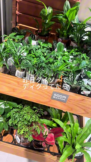 観葉植物で作る緑のある暮らし