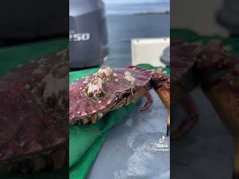 Barnacle removal on a Crab