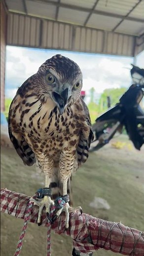 Hawk Sound Screaming😱🦅#shorts #hawk #birds #animals #eagle #wildlife