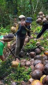 "A força do campo: quebrando coco com agilidade! 🛠️🌴" #vidanaroça #hortaemcasa #hortaemvasos #fruitlover | Roça e frutos