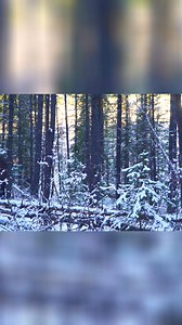 I wanted natural light, airflow, and visibility, so I added windows using plexiglass and nails — keeping it simple, durable, and practical for long-term use. This shelter isn’t about “no modern tools,” it’s about what actually works in the wild. Would you add windows to your bushcraft shelter… or keep it sealed for warmth? 👇 Drop your take in the comments. #bushcraft #bushcraftshelter #offgridshelter #outdoorlife | Nature Daddy