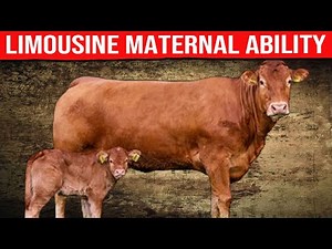 🔴 LIMOUSIN BREED MATERNAL ABILITY ✅ Biggest Bulls And Cow