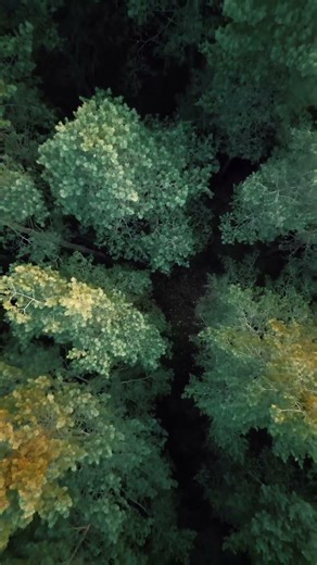 Forest Aerial View 🌲 Nature ASMR #birdssinging #ASMR #Nature #Forest #Relax #calm #natureasmr #sleep