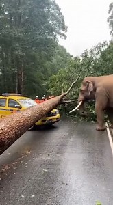 This elephant became the rescue crew The videos are made using AI for your entertainment | Johnny Valentine