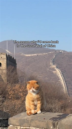 🐈 #cat #tabby#greatwall#china | a rong rong time ago