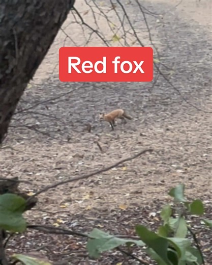 Spotting Red Fox While Hunting in Kentucky