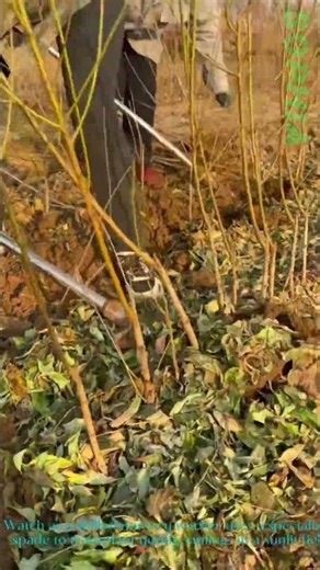 Efficient Sapling Transplant: Nursery Worker in Action