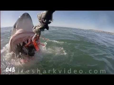 Shark Minutes: White Shark Tooth Exam