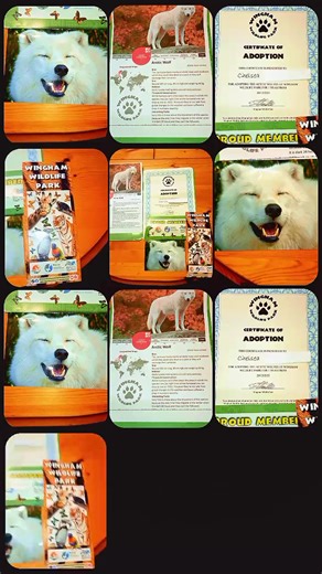 thank you so much to @TikTok Tony 🦜 and @WinghamWildlifePark for my arctic wolf adoption pack that I got for Christmas from my mum