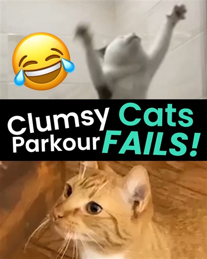 These hilarious cat jump fail clips will have you in stitches! 😹 I woke up my whole family laughing at this 🤣 | Animal Antics