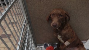 85K views · 4.2K reactions | Milo is a n/M chocolate lab mix. He is good iwth children and other dogs. He has a great dispostion and will make a good companion. Awaiting adoption at the TLC Animal Shelter, 13016 W 151st Street, Homer Glen, Il 60491 | Tender Loving Care Animal Shelter | Facebook