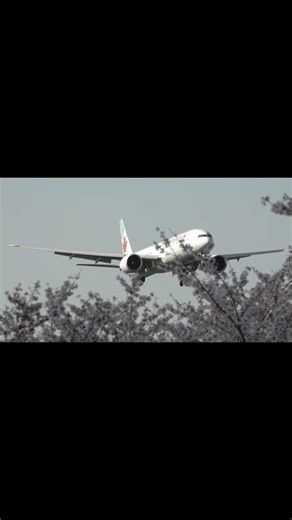 4K 成田市さくらの山より、満開の桜の下へ飛来する Boeing 777-333(ER) : エア・カナダ(Air Canada) C-FIVS 2026年04月03日(金) 成田国際空港