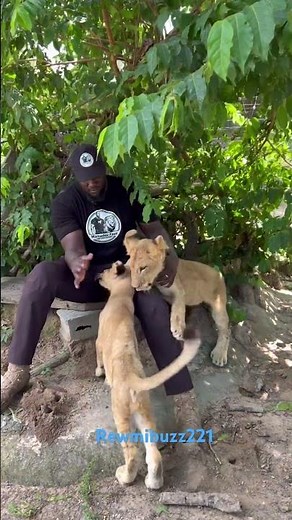 Gainde yi #wallyseckofficiel la toud ak #Ahmada #sénégal #lion