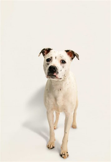 Adoptable Shelter Dogs Seek Forever Homes