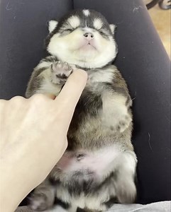 Squishy Roly Poly 🥹 | Ocean View Precious Pomskies