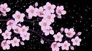 Animated Cherry Blossom Branch Flying Flower Stock Footage Video (100% Royalty-free) 1008228553 | Shutterstock