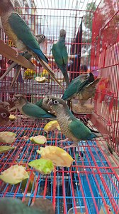 Blue 💙 Conure bird. #reels #birds #parrot #viral | Exotic Pets Aviary