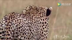 猎豹的速度到底有多快，看完这个视频你就会知道